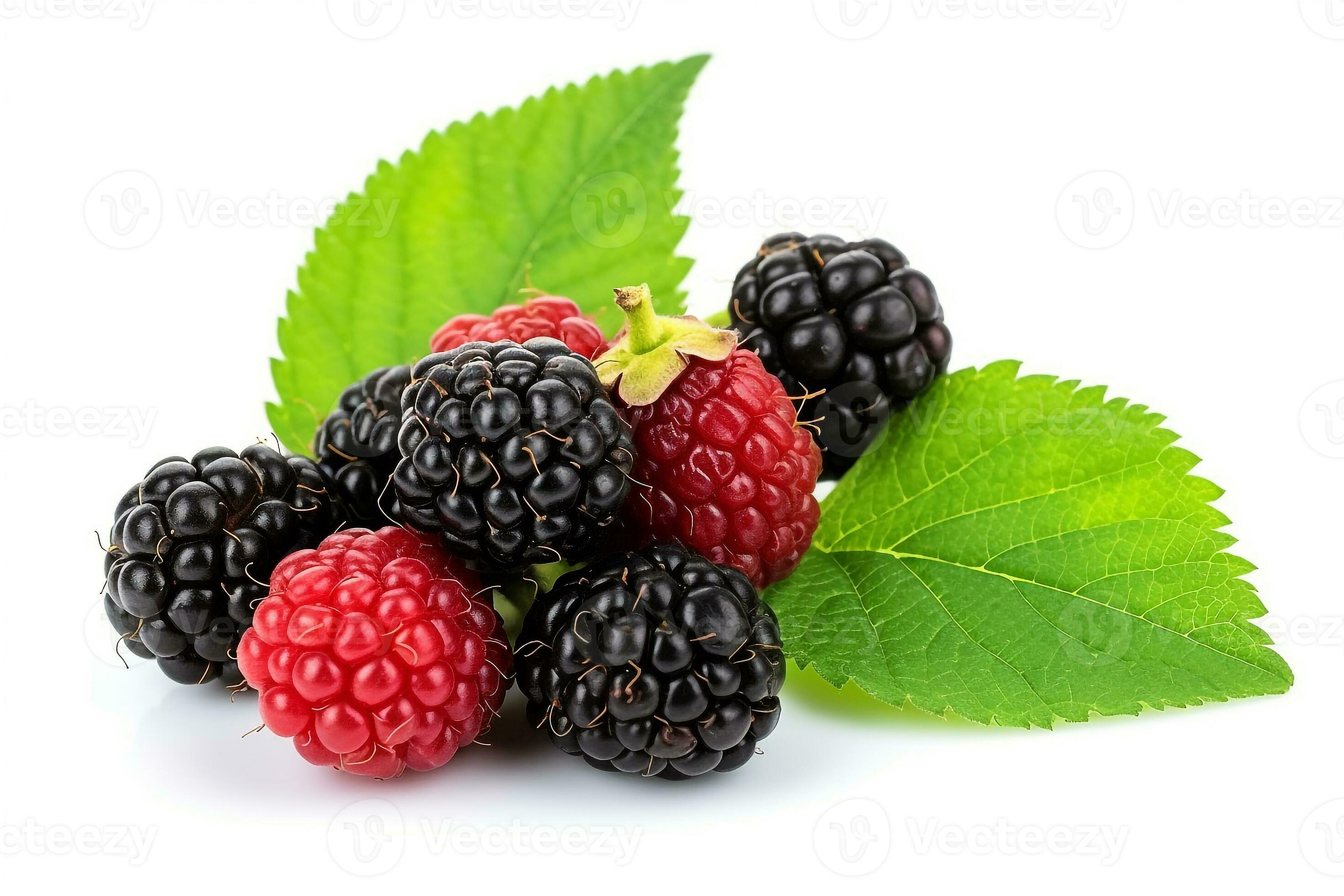 Mulberry